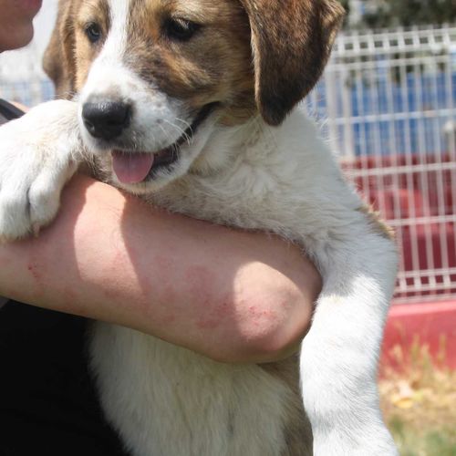 Unser Hund Vivalahund