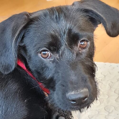 Max