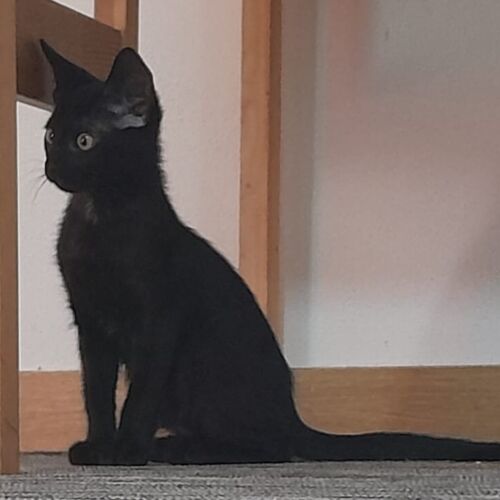 Katze