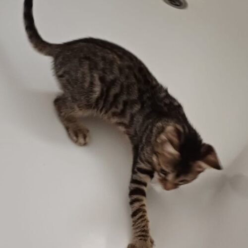 Katze