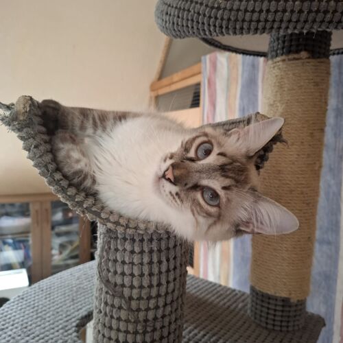 Katze