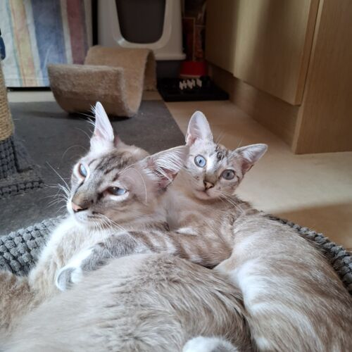 Katze