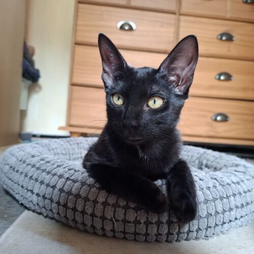 Katze