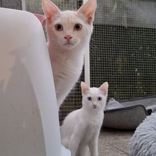 Katze