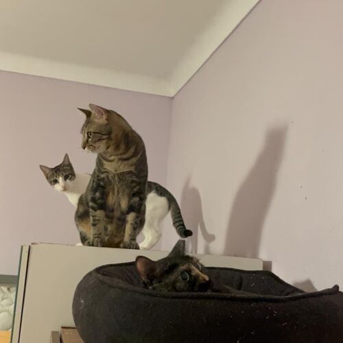Katze