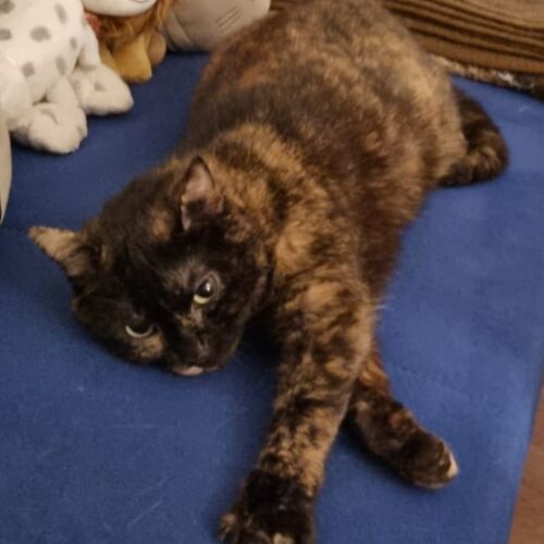 Katze