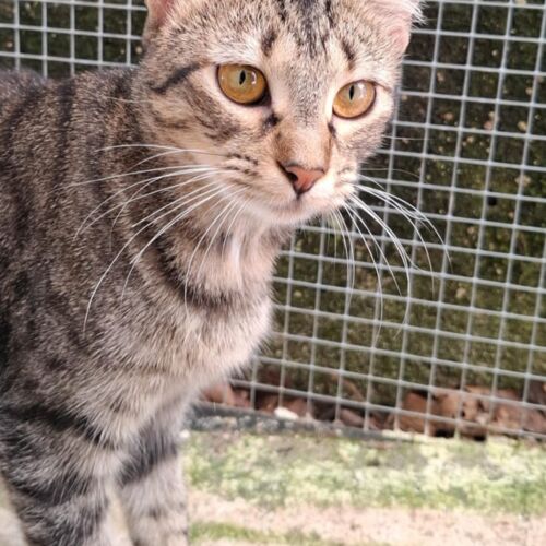 Katze