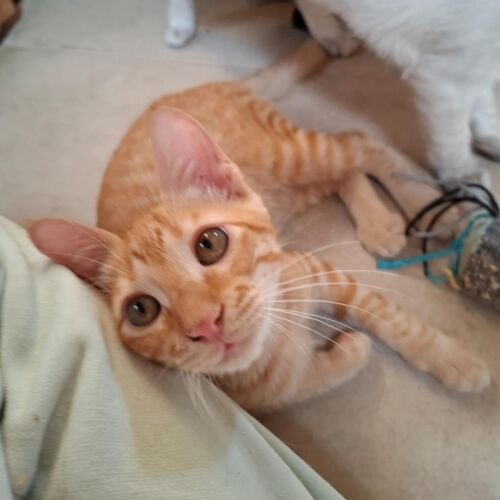 Katze