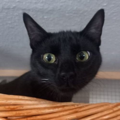 Balu
