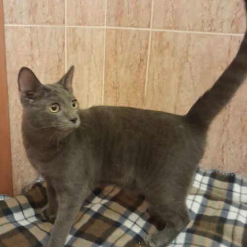 Katze