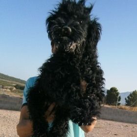 Happy Puli, Sept. 2012