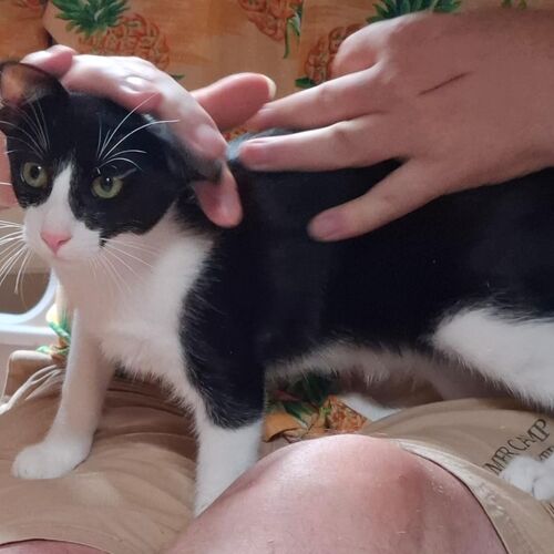 Oreo
