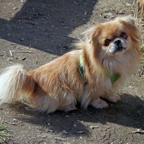 Dodi