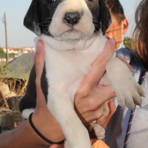 Effi