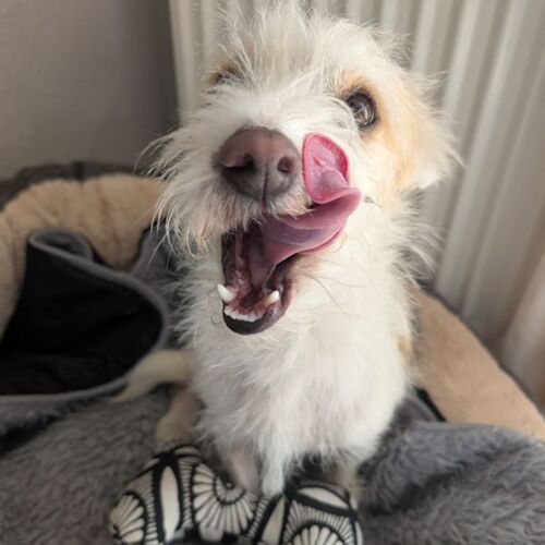 Loki