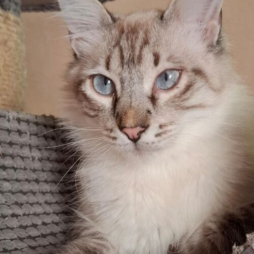 Katze
