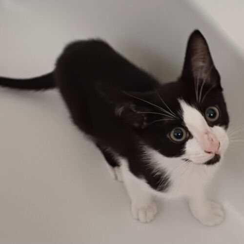 Katze
