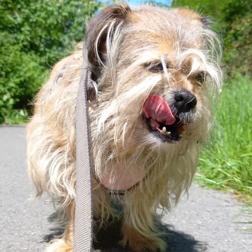 Trudi
