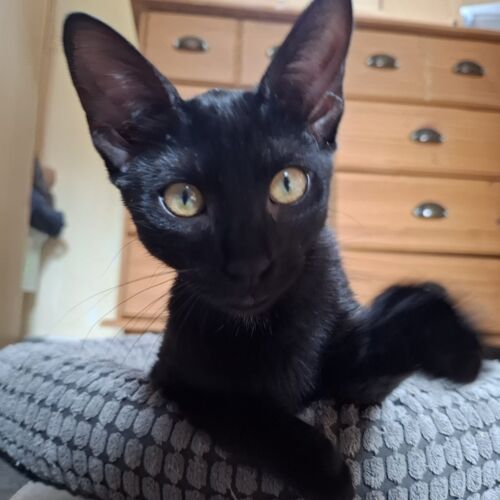 Katze