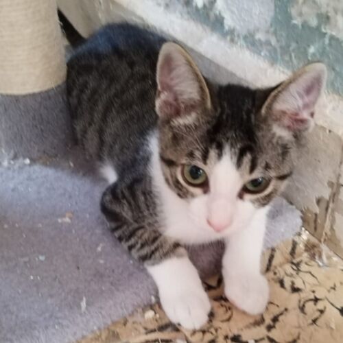 Katze