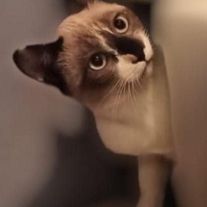 Katze