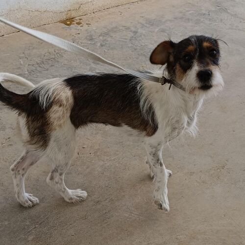 Perla