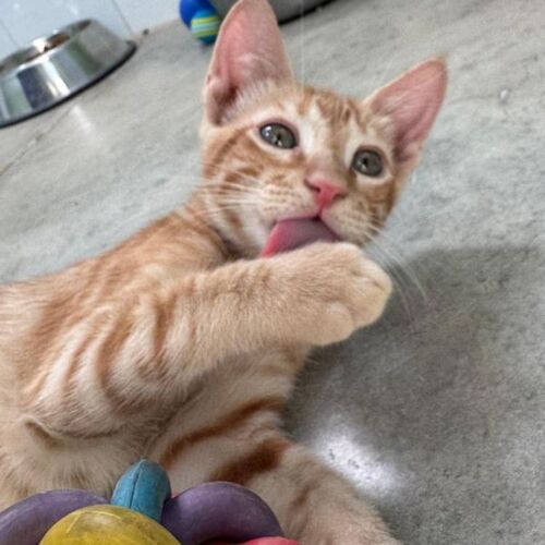 Katze