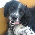 Happy End Ozzy, Januar 2017