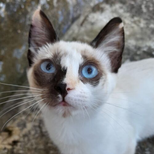 Katze
