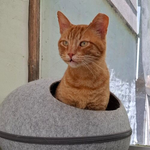 Katze