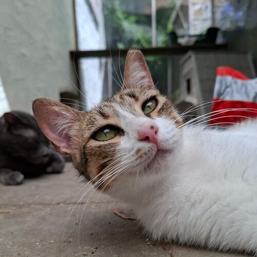 Juju
