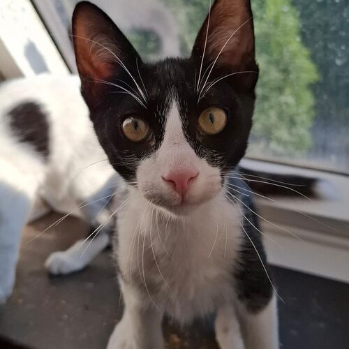Oreo