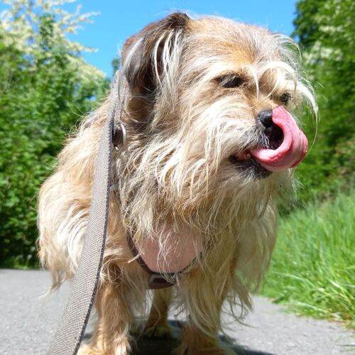 Trudi