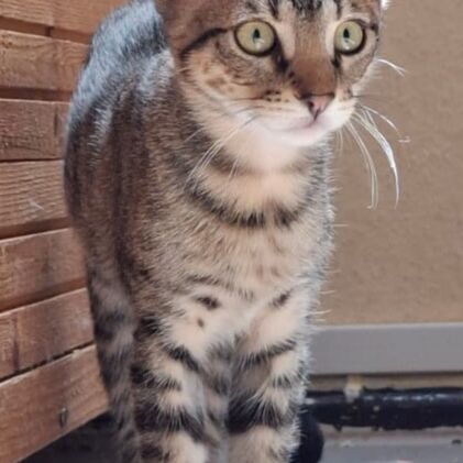 Katze