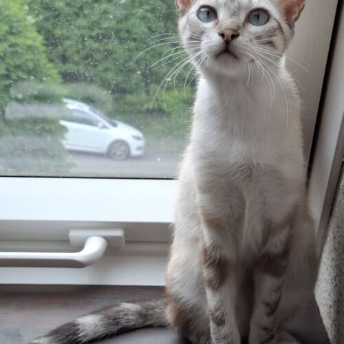 Katze