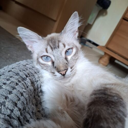 Katze