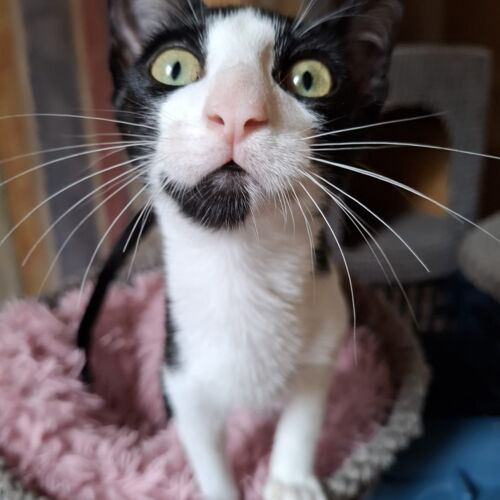 Katze
