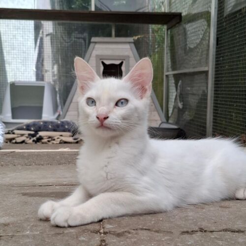 Katze