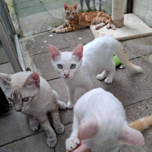 Katze