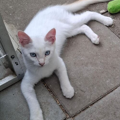 Katze
