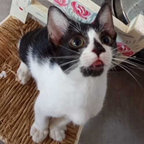 Katze