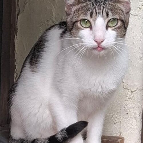 Katze