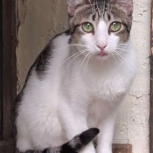 Katze