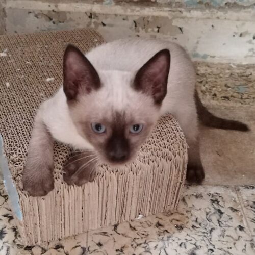 Katze