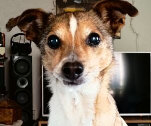 In Gedenken an Minnie