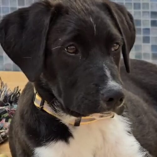 Max