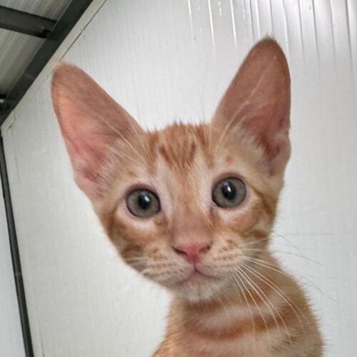Katze