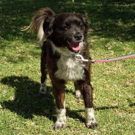 Curro