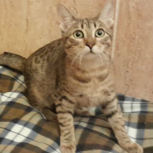 Katze