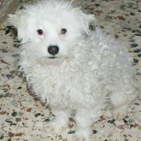 Happy Pitufo, Juni 2012